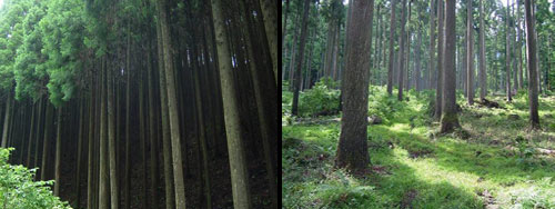 左）約40年の（暗い）森、右）約100年の（明るい）森（写真提供：トビムシ）