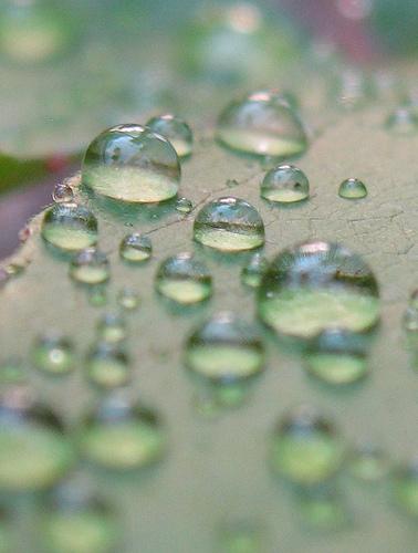 greenz/グリーンズ　droplets_on_a_leaf