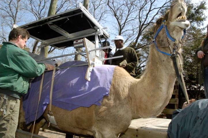 Solar-powered Camel: Copyright(C)2009 Designmatters at Art Center College of Design, All rights reserved.