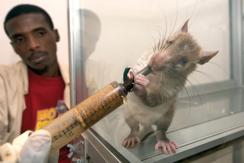 All Rights Reserved. Photo by Herorat
