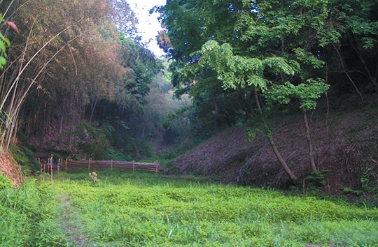 谷戸山や保水の森など、流域の豊かな自然は市民の手で守られています。
