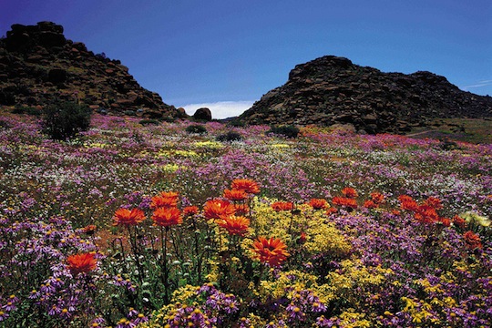 Wild Flowers, Springbok