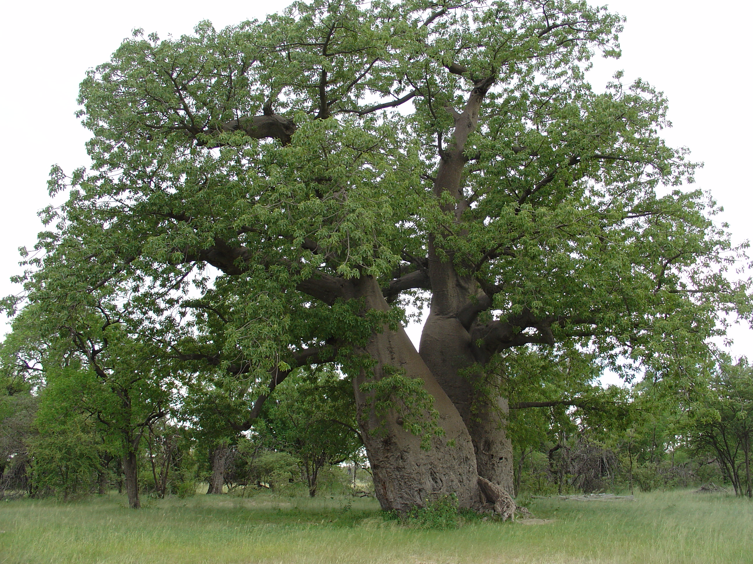 baobab tree (2)