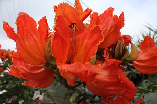 久高島に咲くカエンボク(火焔木)の花