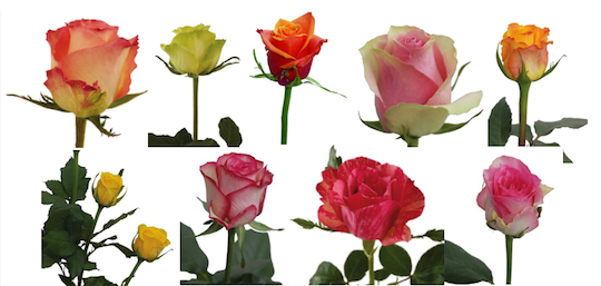 「アフリカの花屋」で買えるバラの一例