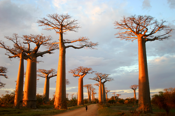 マダガスカルのバオバブアベニューは、世界の巨木に会ってみたいと思うきっかけになった場所