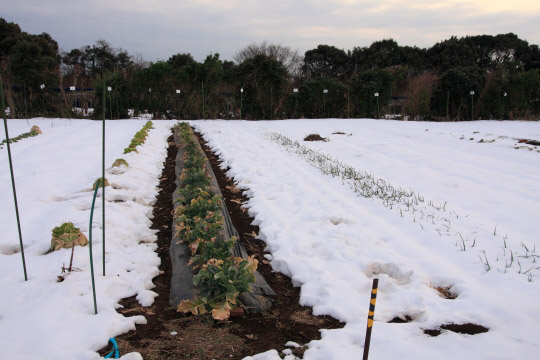 広々とした約600坪にもおよぶ畑。取材の前日に降った雪がしっかりと残っていました。PHOTO: SHINICHI ARAKAWA