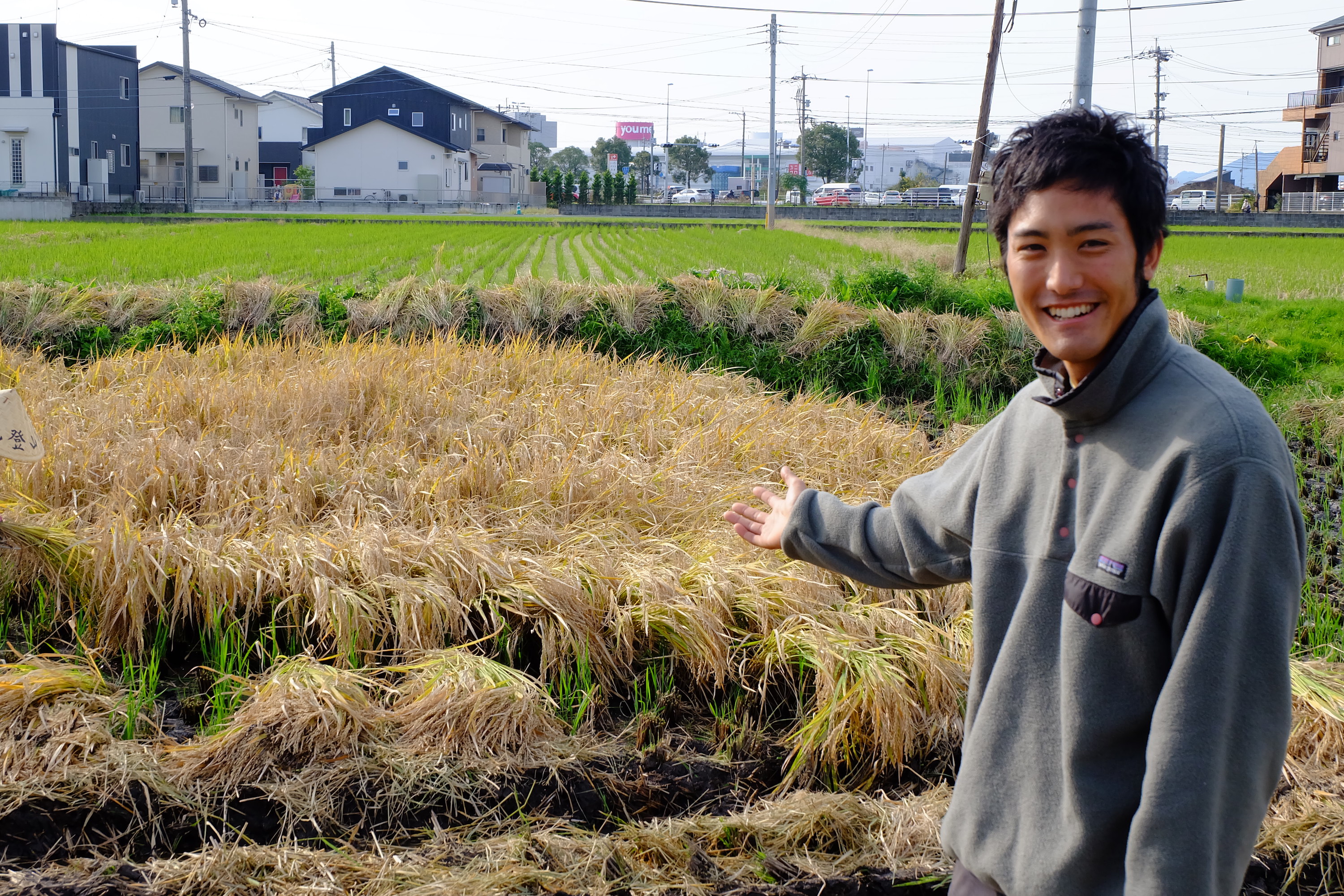 「熊本ヒノデ米」を発売した森賢太さん。収穫時期に雨が多く機械が入らなかった熊本市東区の田んぼ。手刈りして自家用のお米に（2016年11月）