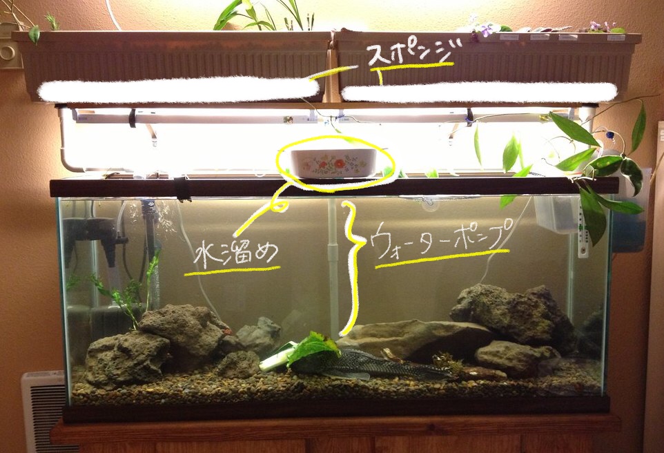 熱帯魚が泳ぐ水槽で野菜を栽培する。アクアポニックスの始め方。 | greenz.jp グリーンズ