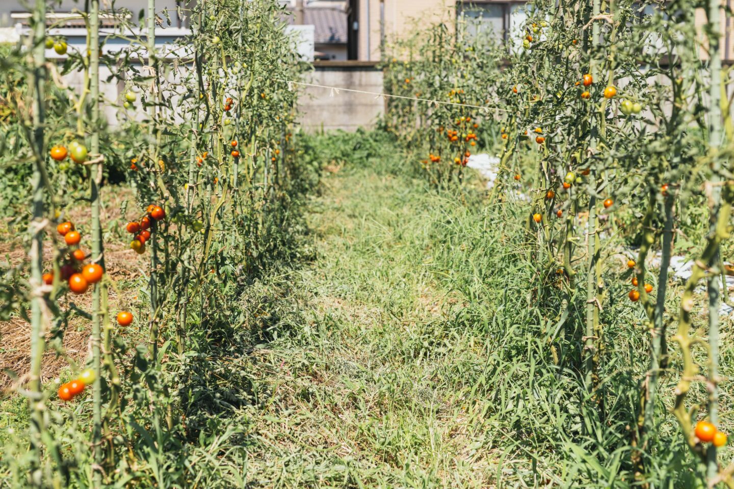 鴨志田農園 グリーンズ