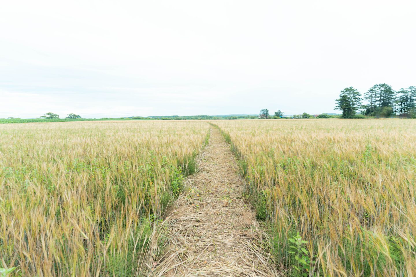 RIKKA グリーンズ