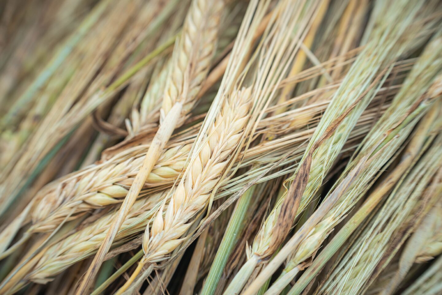 RIKKA グリーンズ