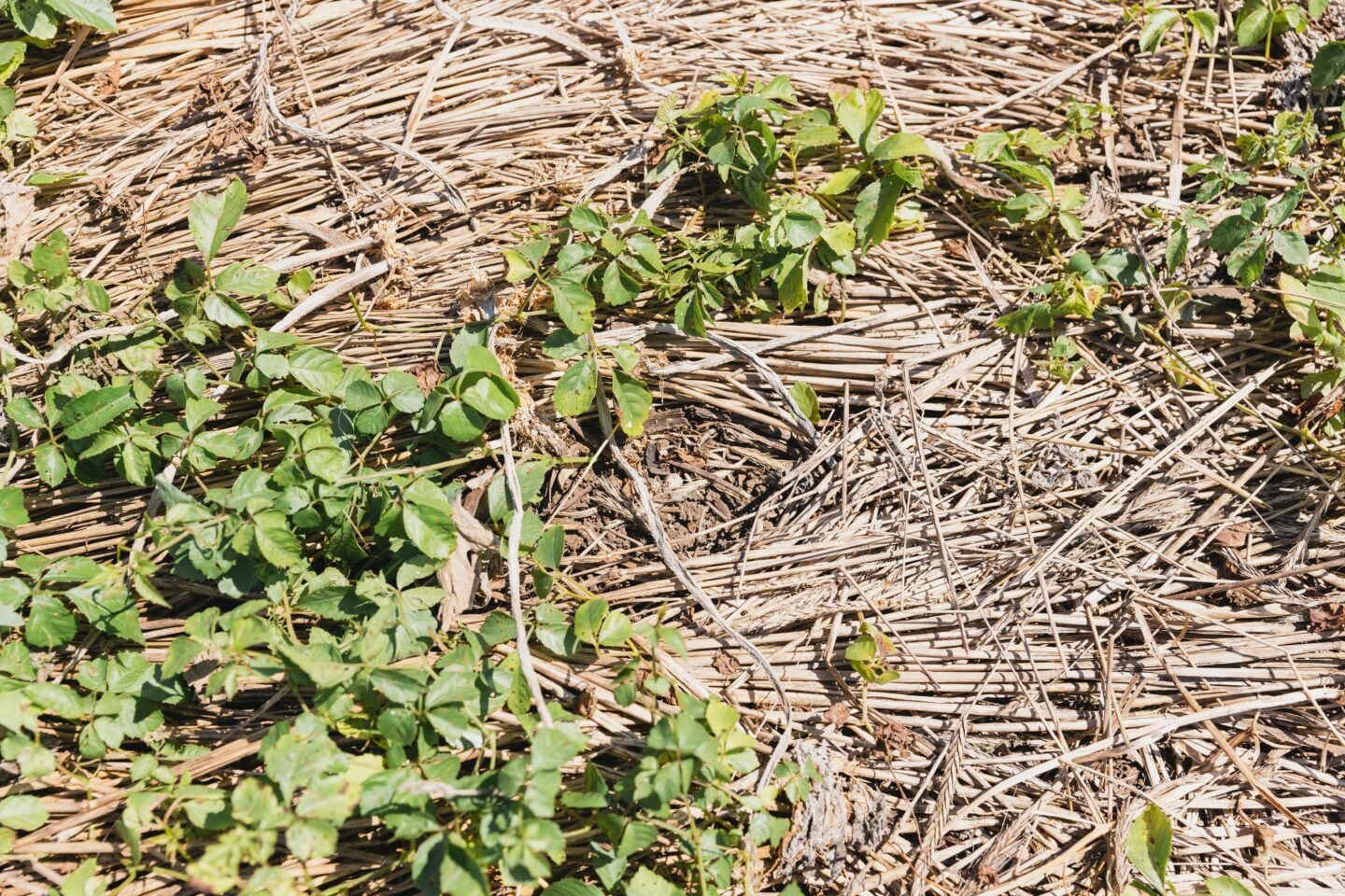 鴨志田農園 グリーンズ