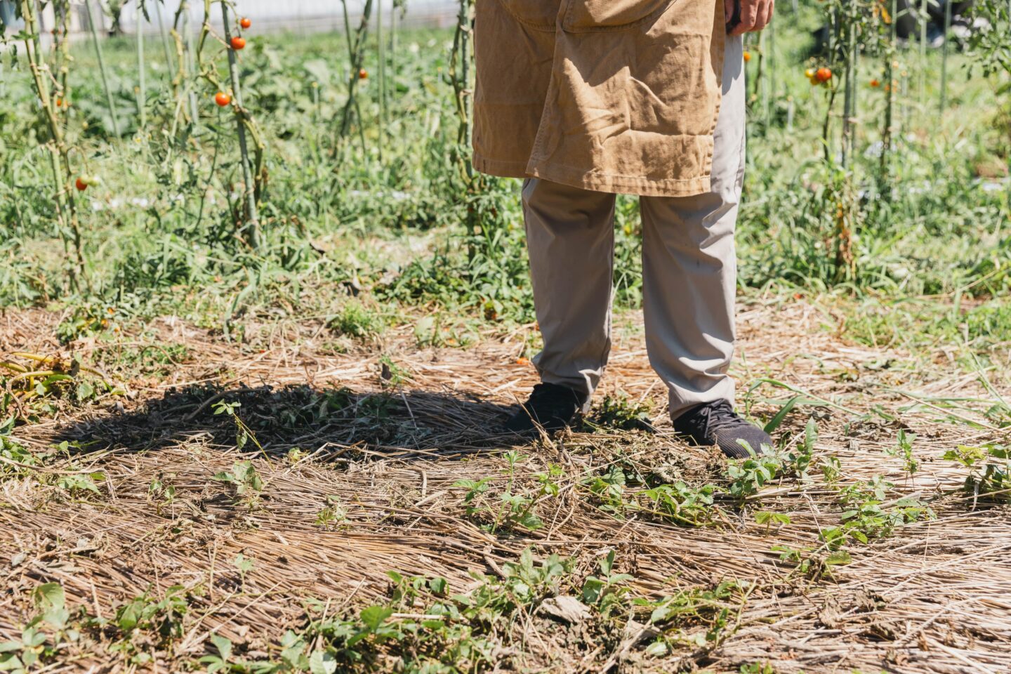 鴨志田農園 グリーンズ