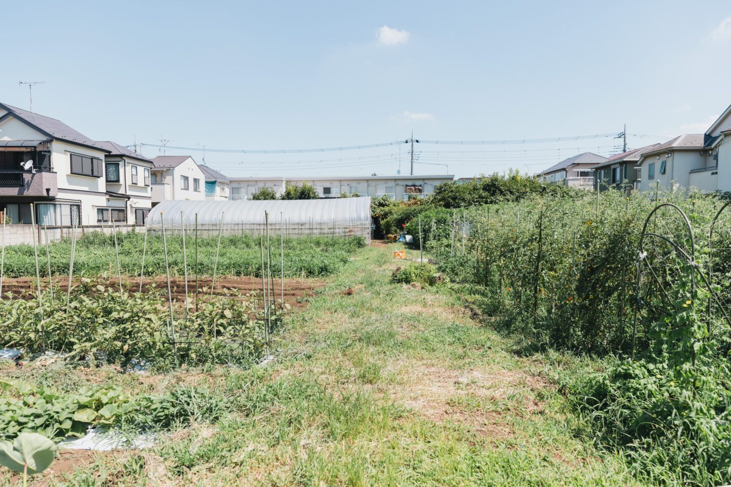 鴨志田農園 グリーンズ