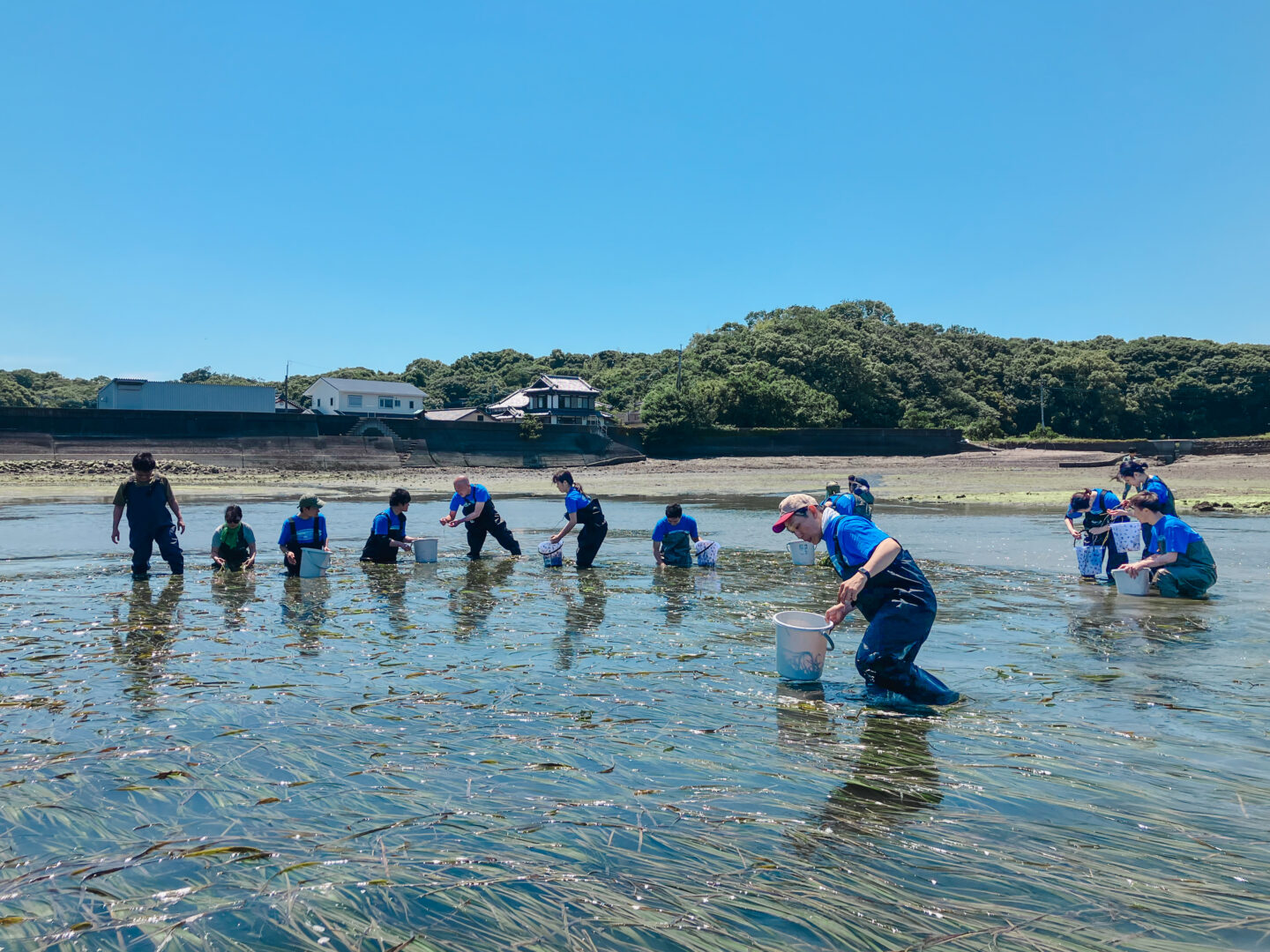 上天草ブルーカーボン　グリーンズ