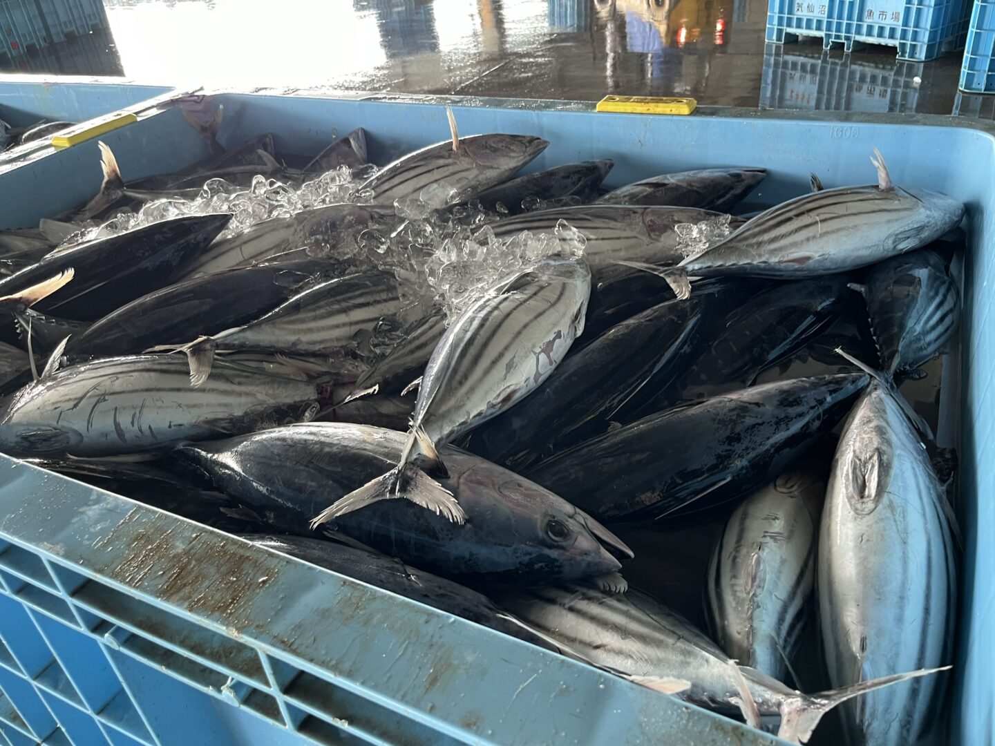 みらいマルシェ　グリーンズ