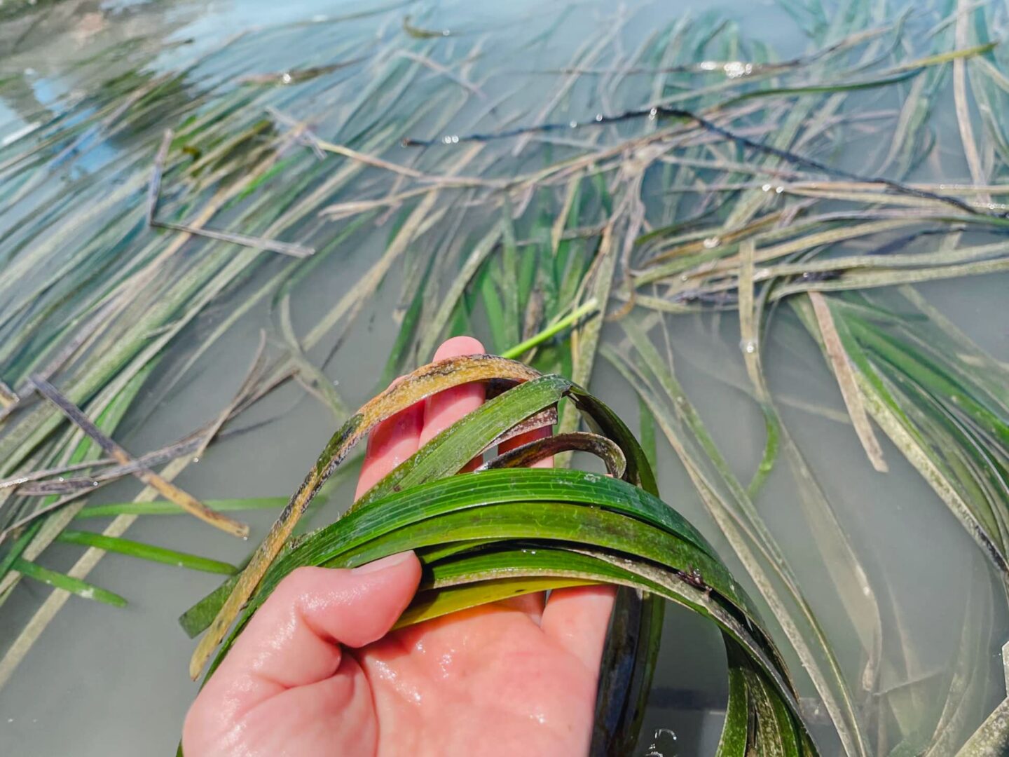 上天草ブルーカーボン　グリーンズ