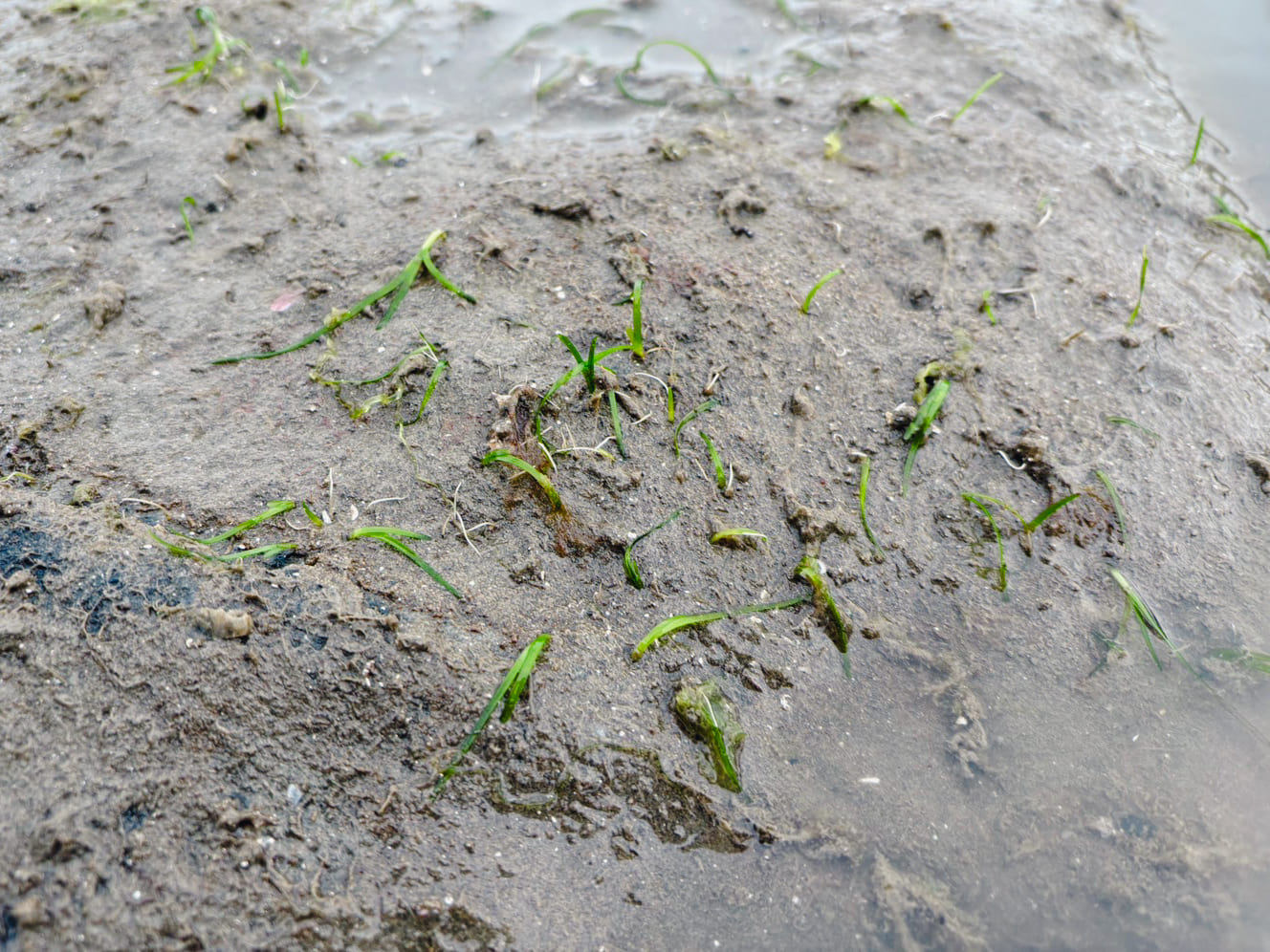 上天草ブルーカーボン　グリーンズ
