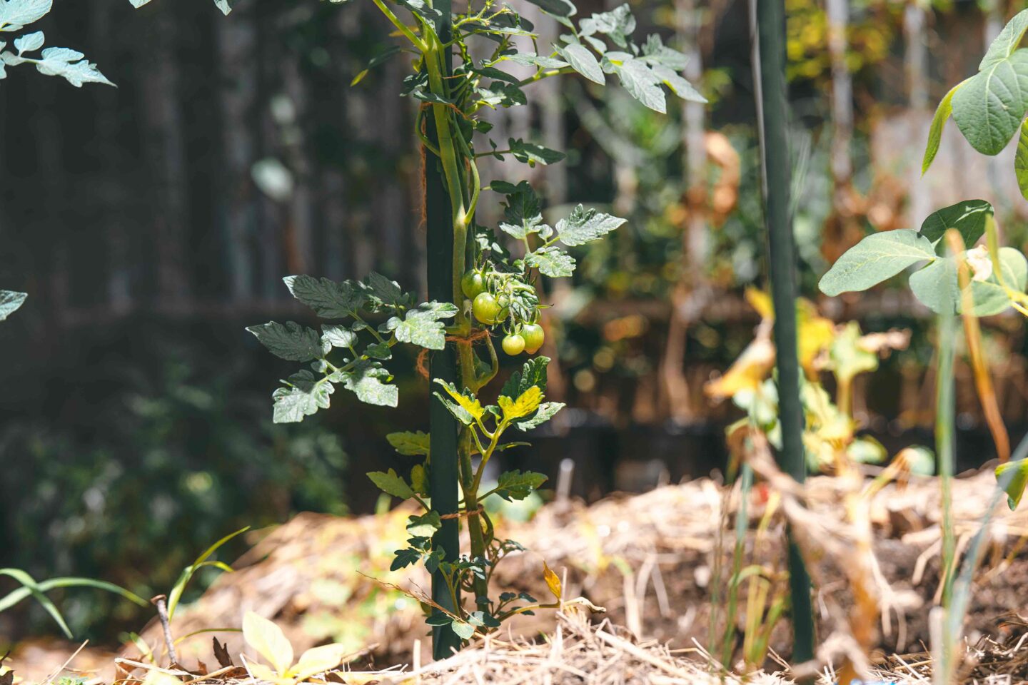 comoris グリーンズ