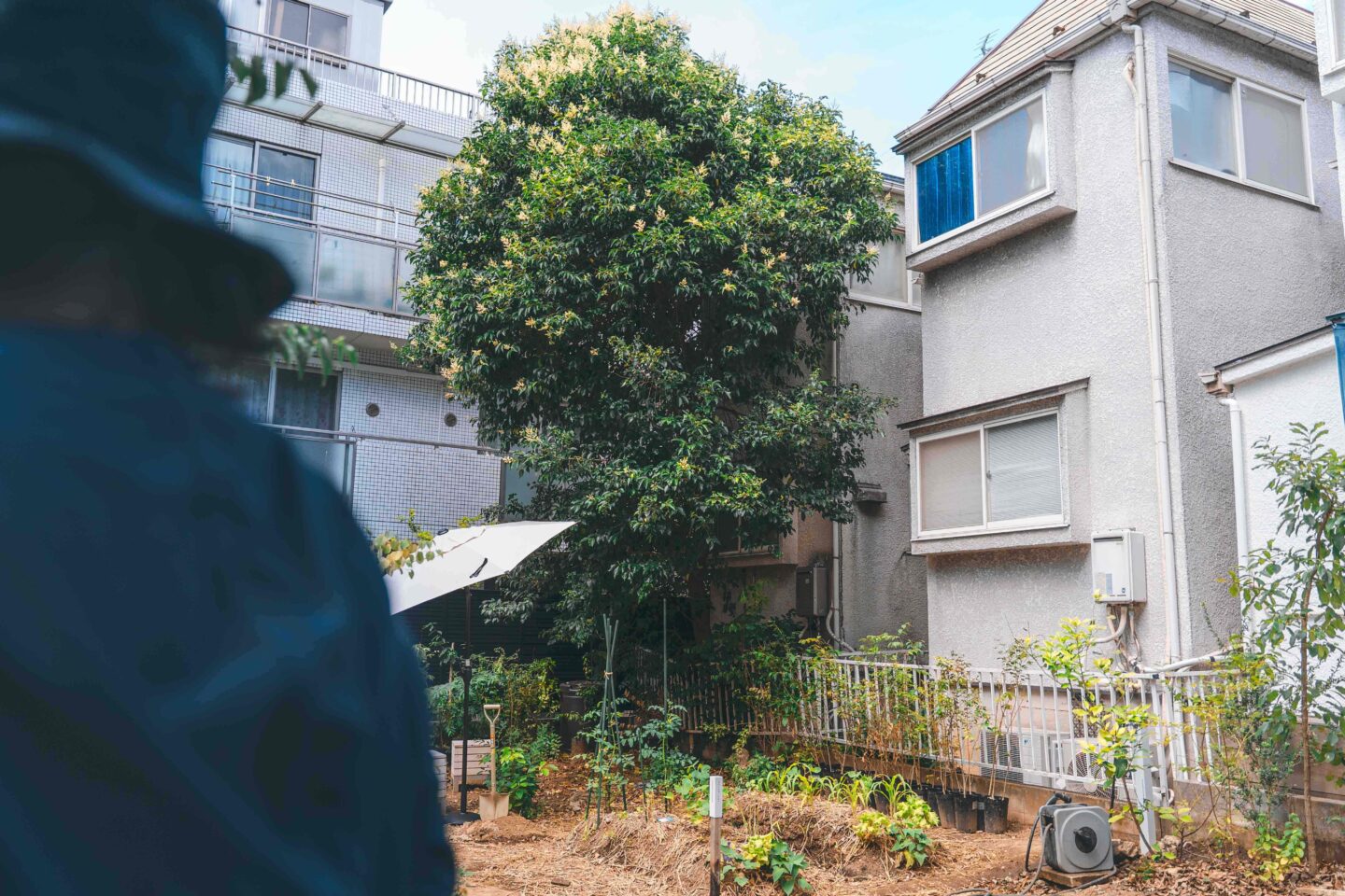 comoris グリーンズ