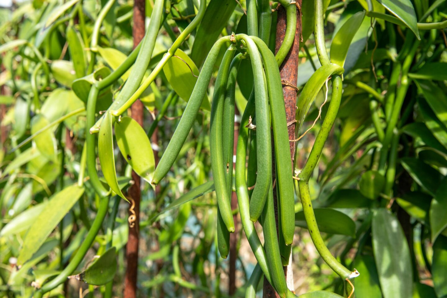 奄美大島polepole グリーンズ