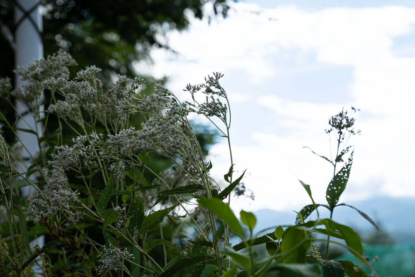 たべるとくらしの研究所　グリーンズ