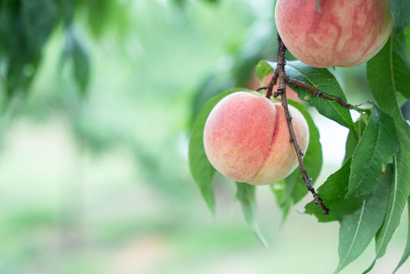 たべるとくらしの研究所　グリーンズ