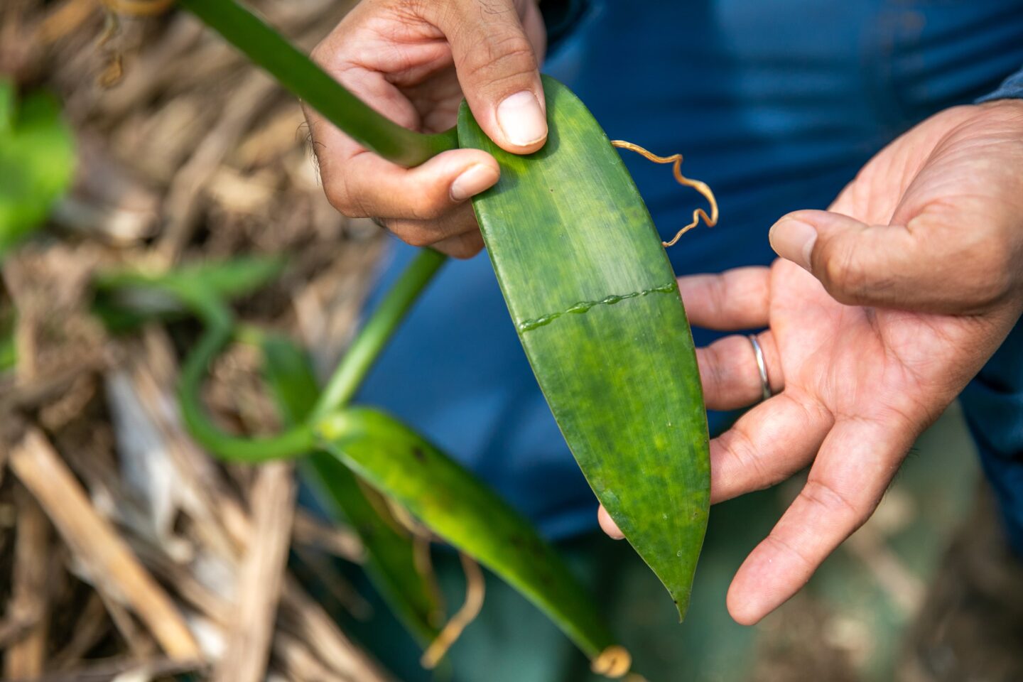 奄美大島polepole グリーンズ