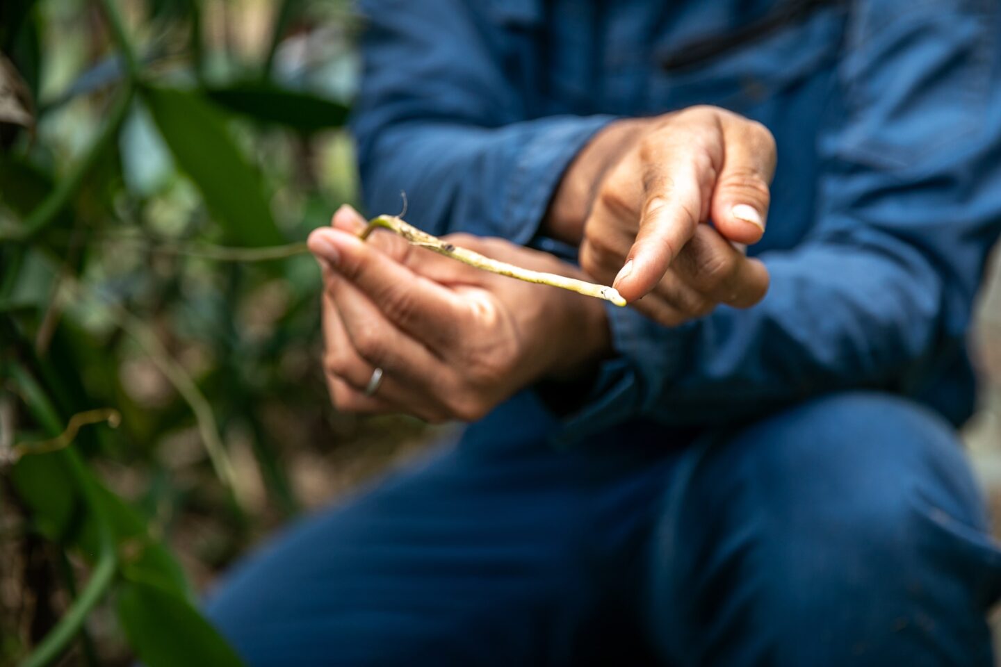 奄美大島polepole グリーンズ