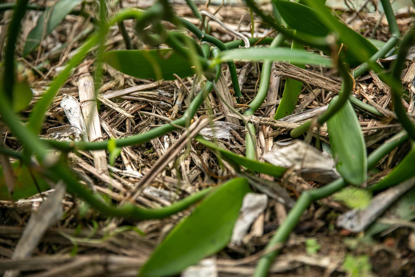 奄美大島polepole グリーンズ