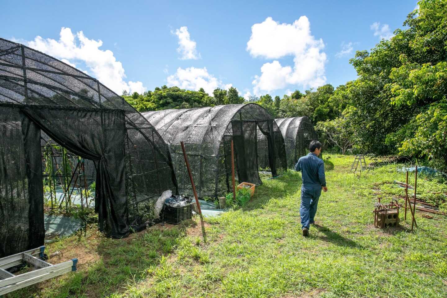 奄美大島polepole グリーンズ