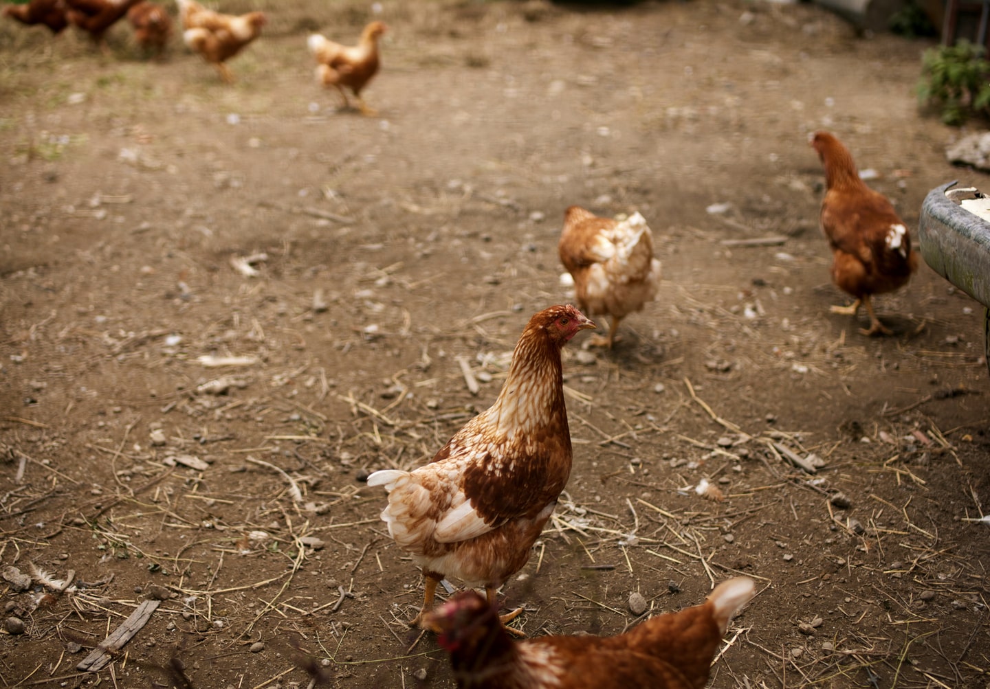 Soil to Soul FARMPARK KAMOGAWA グリーンズ