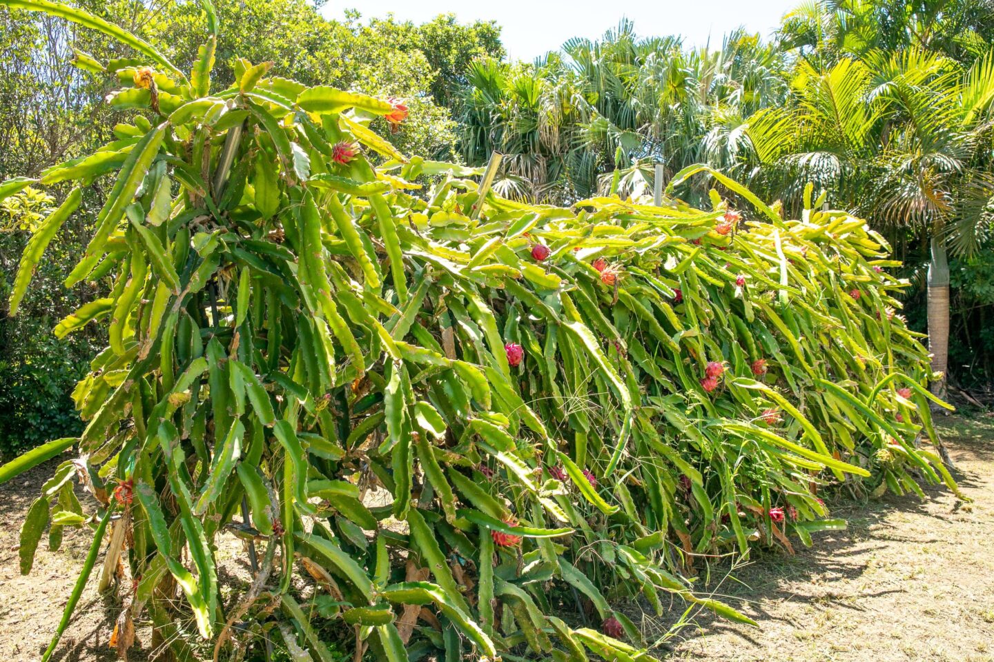 奄美大島polepole グリーンズ