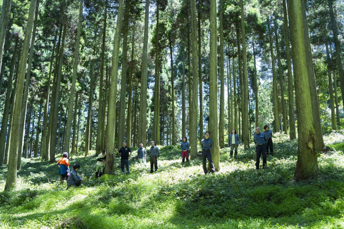 田島山業　グリーンズ