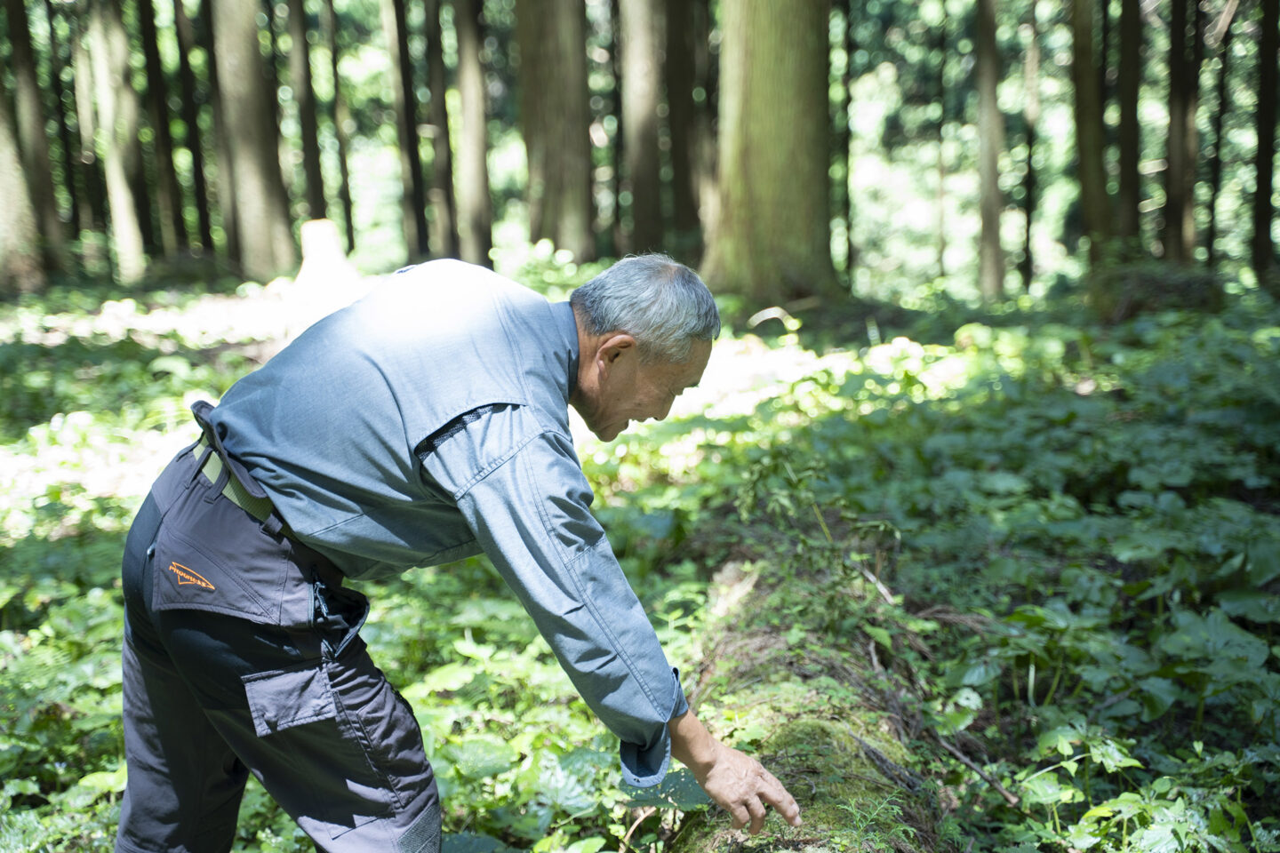 田島山業　グリーンズ
