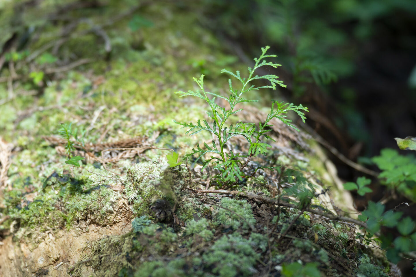 田島山業　グリーンズ