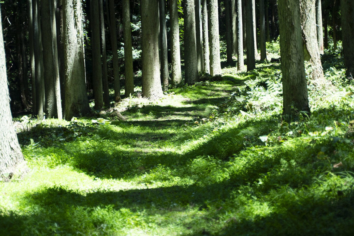 田島山業　グリーンズ