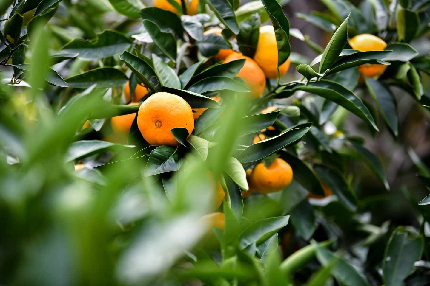 湘南のきさきフルーツプロジェクト グリーンズ