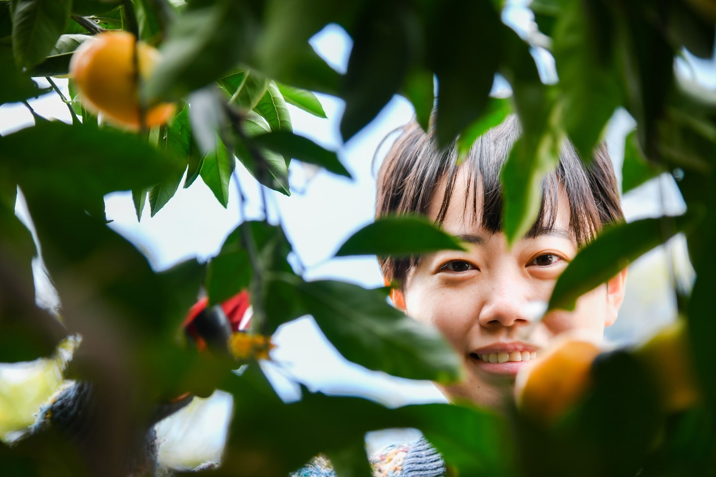 湘南のきさきフルーツプロジェクト グリーンズ