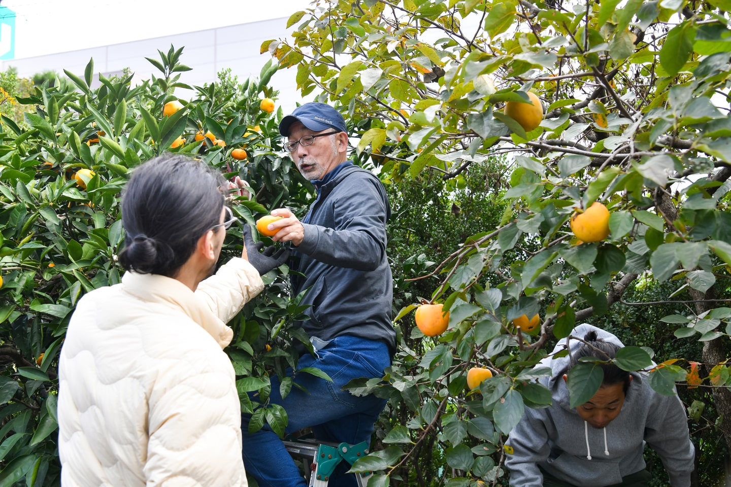湘南のきさきフルーツプロジェクト グリーンズ