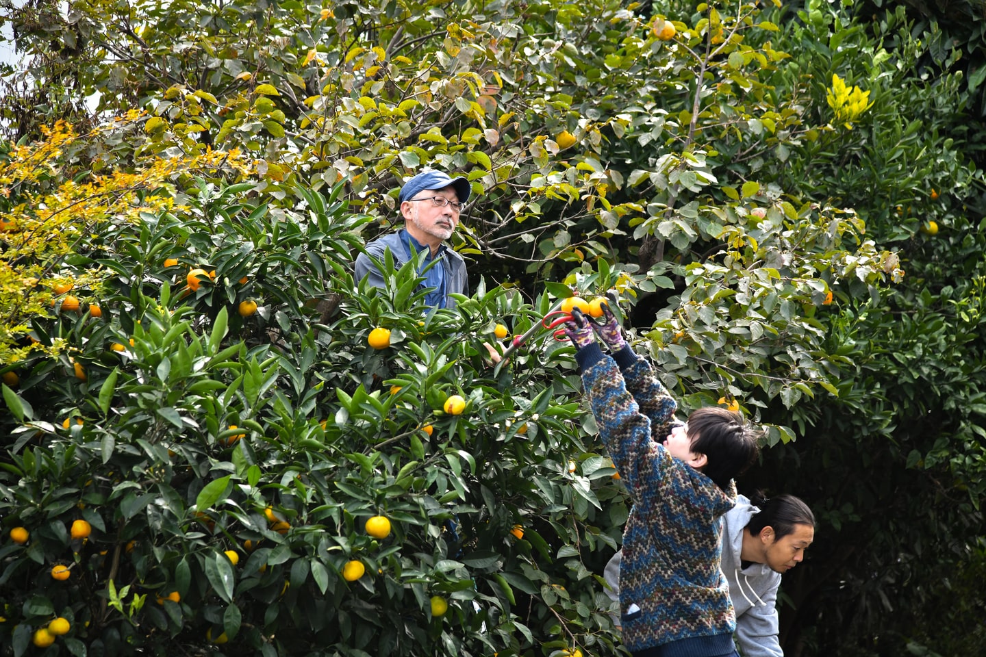 湘南のきさきフルーツプロジェクト グリーンズ