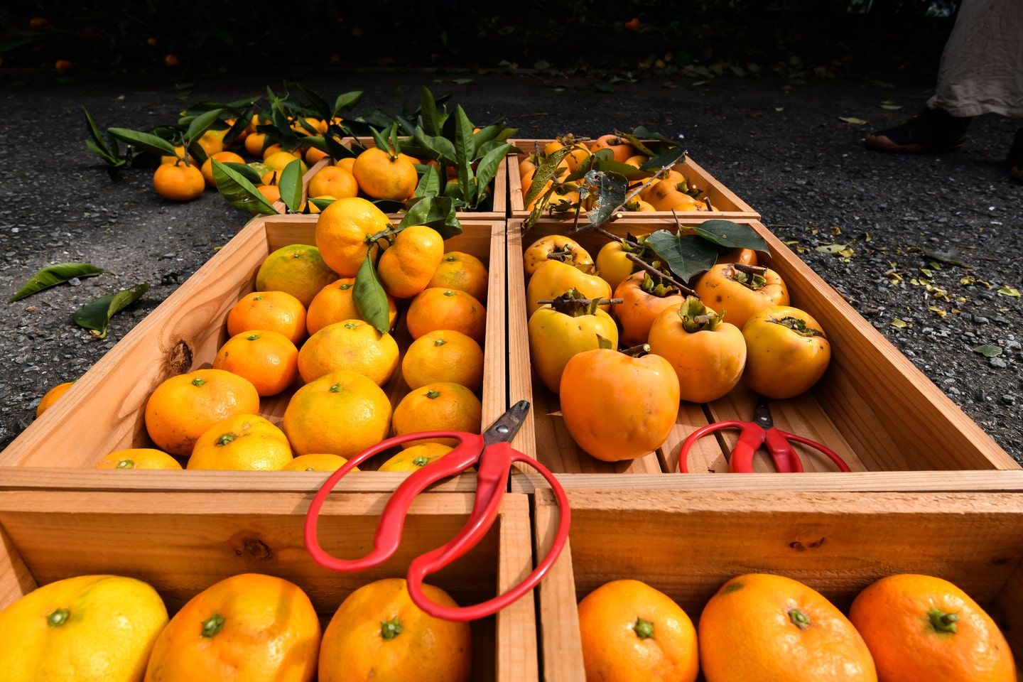 湘南のきさきフルーツプロジェクト グリーンズ