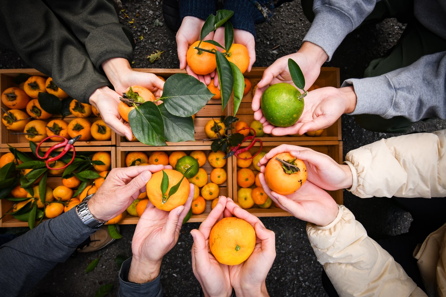 湘南のきさきフルーツプロジェクト グリーンズ