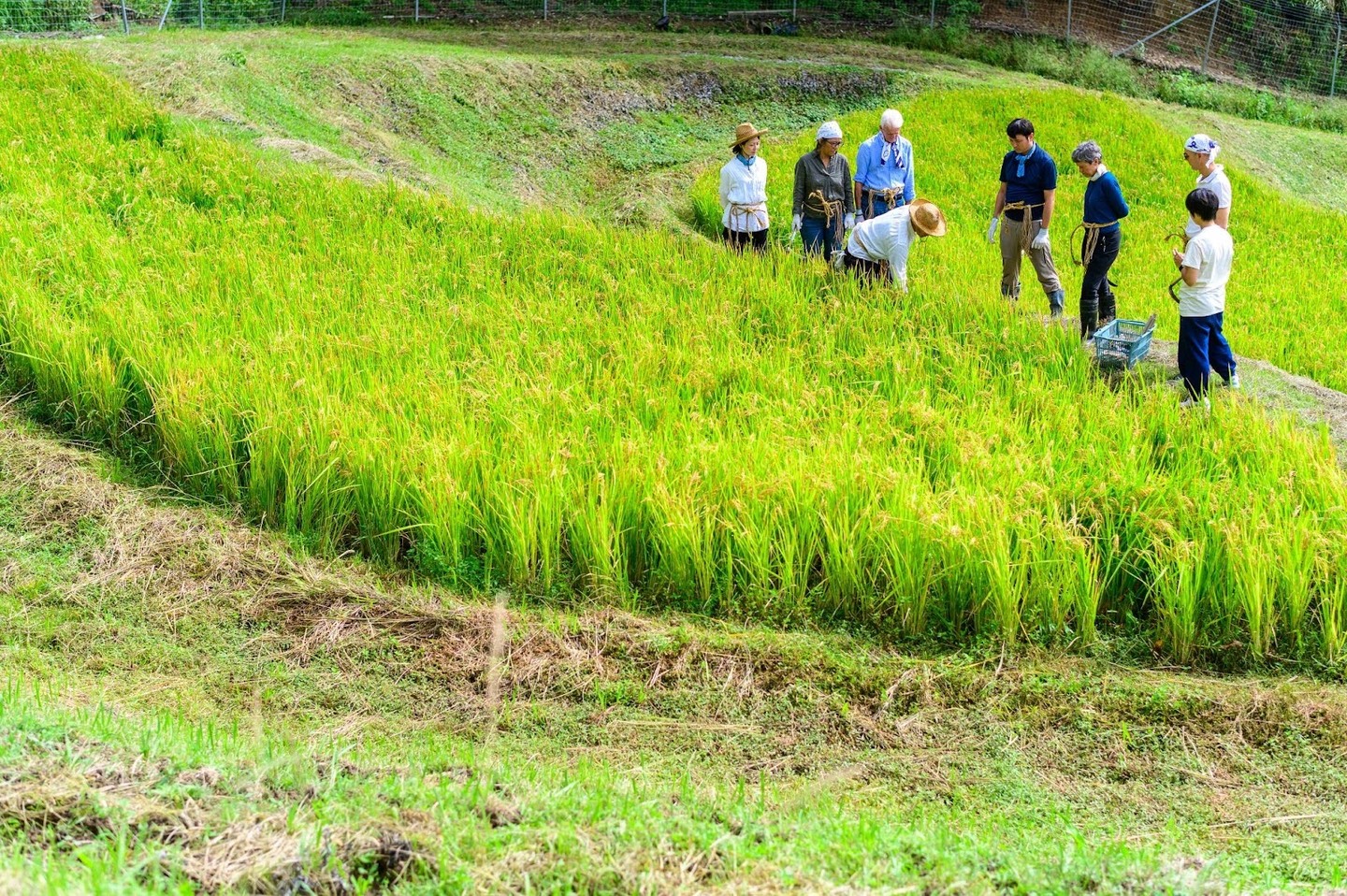 Gandhi3.0 グリーンズ