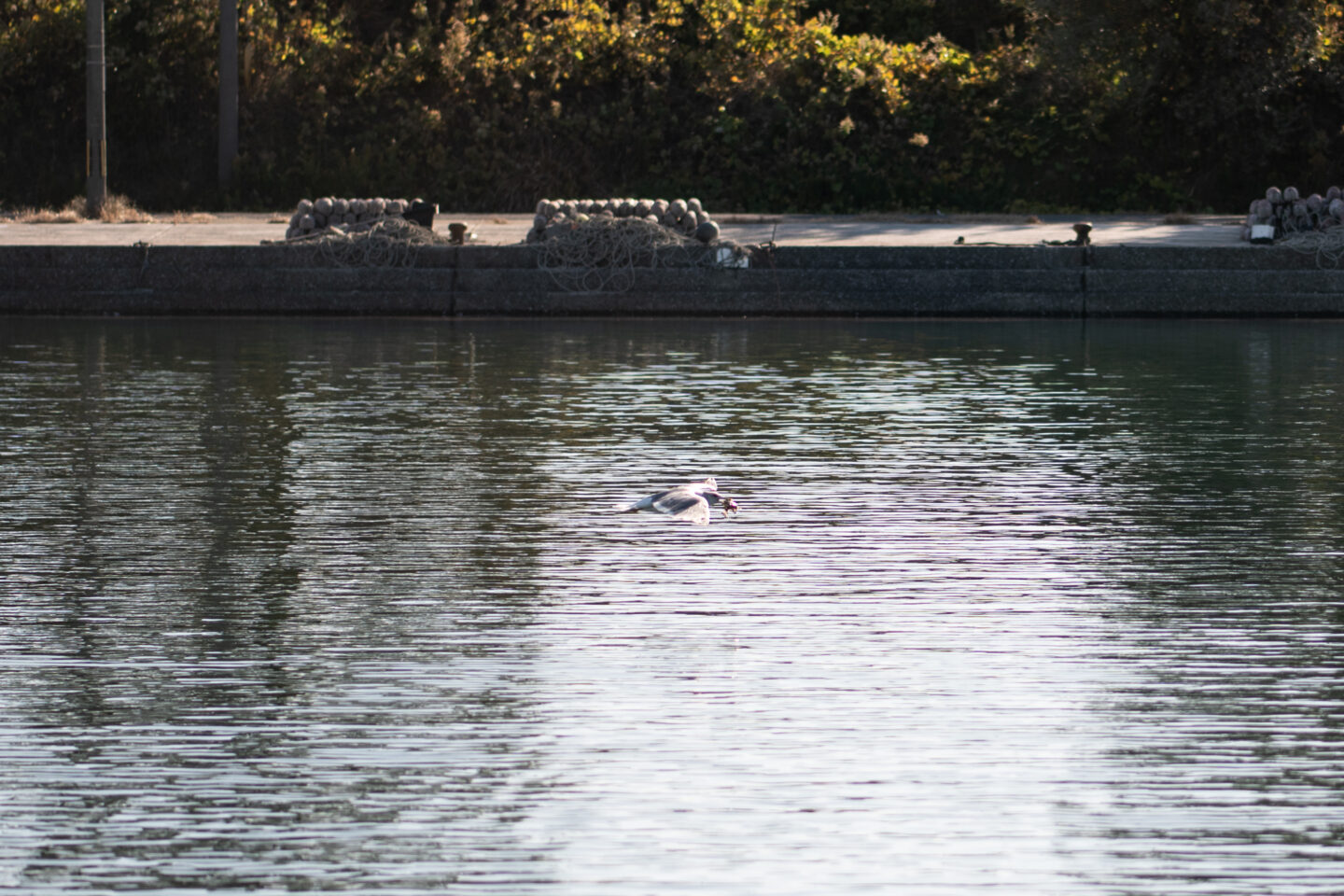 NPO法人チーム1.5おおいた「子ども地球教室」　グリーンズ