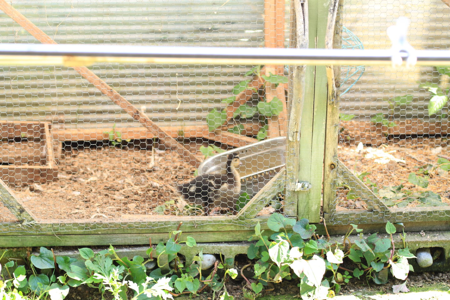 フキシネマパラダイス　グリーンズ