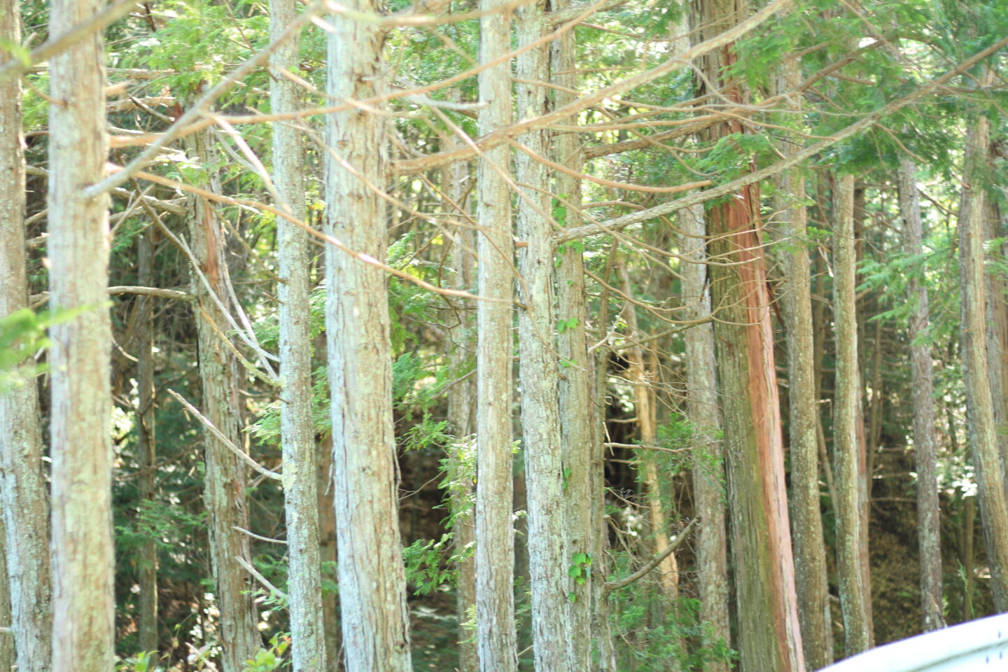 フキシネマパラダイス　グリーンズ