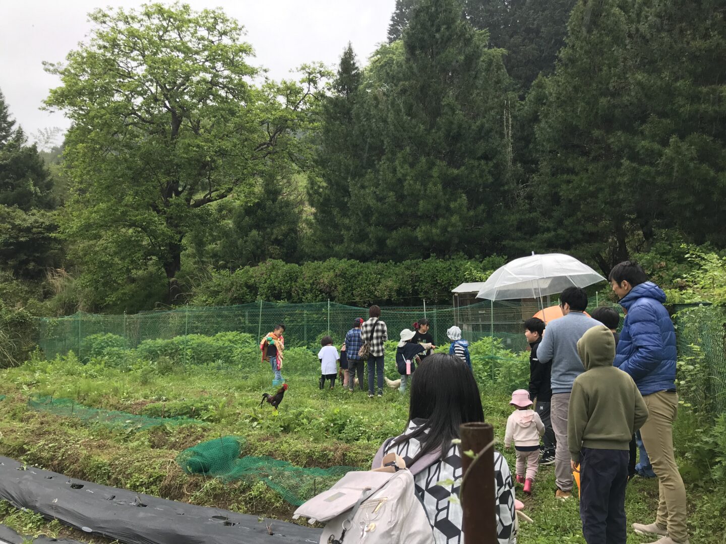 フキシネマパラダイス　グリーンズ