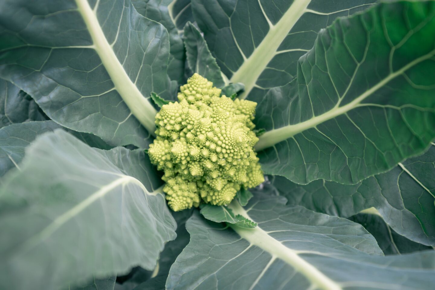 一般社団法人BowL代表　グリーンズ